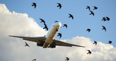 Filmpje: Bird Strike Collision na take-off Filmpje: Bird Strike Collision na take-off